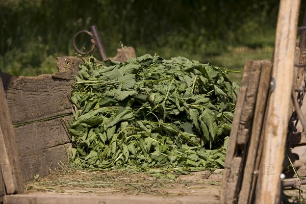 Stinging nettle