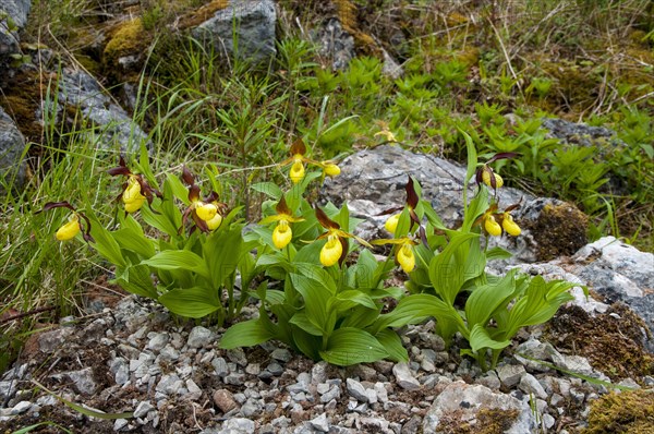 Yellow Lady's Slipper Orchid