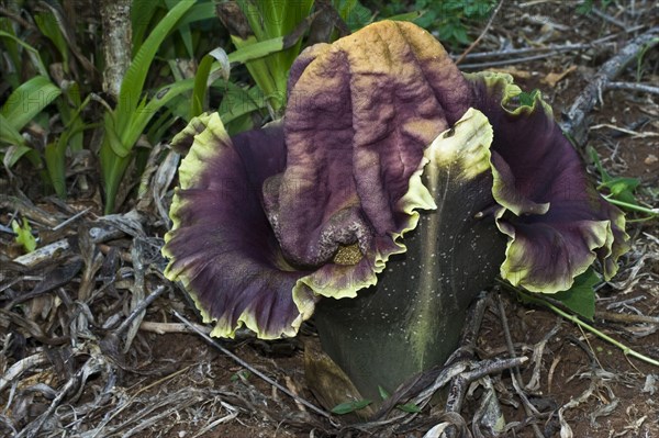 Flowering elephant yam