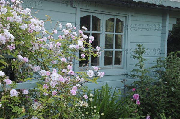 Cultivated rambling rose