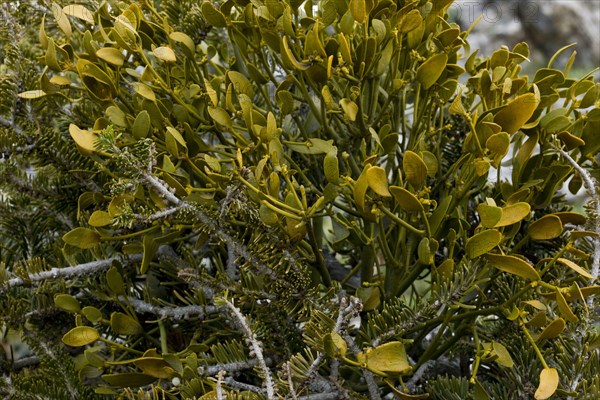 European mistletoe