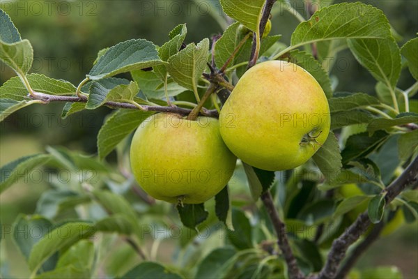 Cultivated Apple