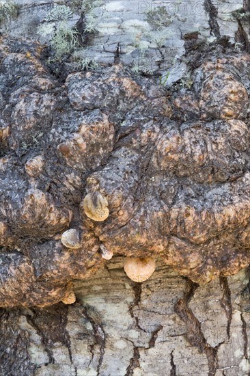 Antarctic Beech close-up of globular tumours on trunk