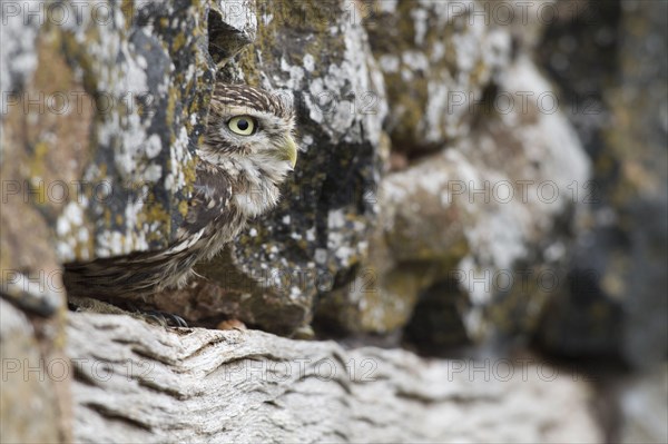 Little owl