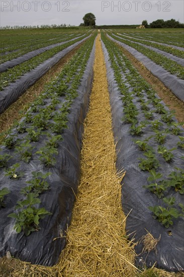 Freshly laid straw used to reduce mud splashes on fruit. Elsanta strawberry plants in raised beds covered with black plastic. These raised beds promote deeper