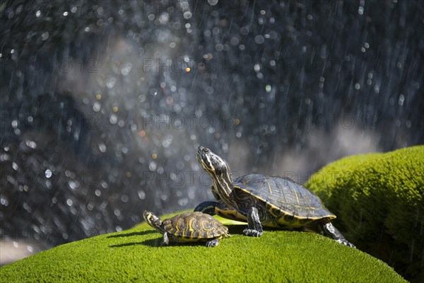 Fountain with turtles