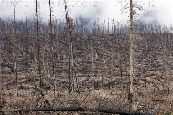 Charred logs burnt by forest fire