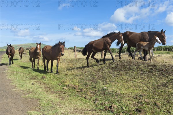 Horses by the roadside