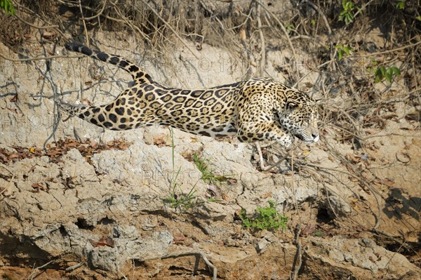 Male jaguar