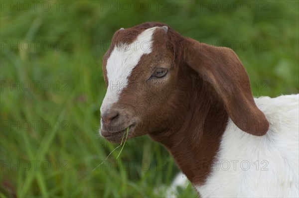 Boer goat