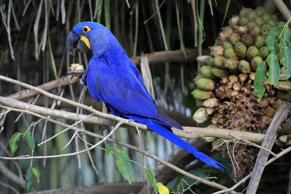 Blue macaw