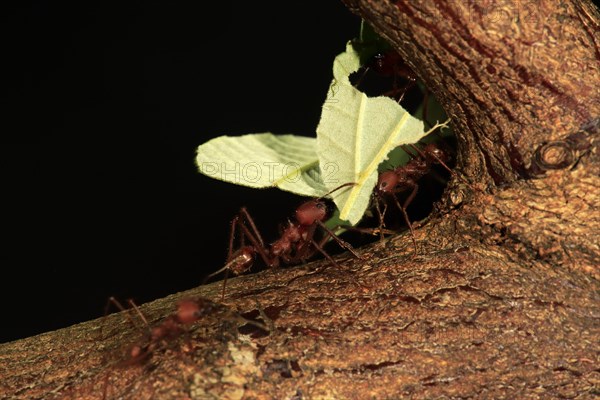 Leafcutter ant