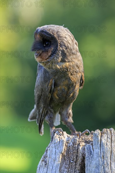 Sao Tome Barn Owl