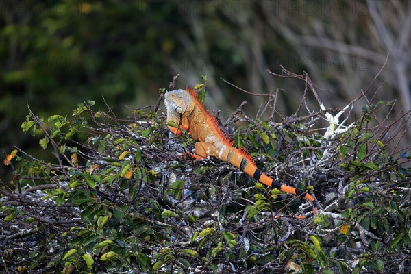 Common green iguana