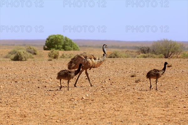 Emu