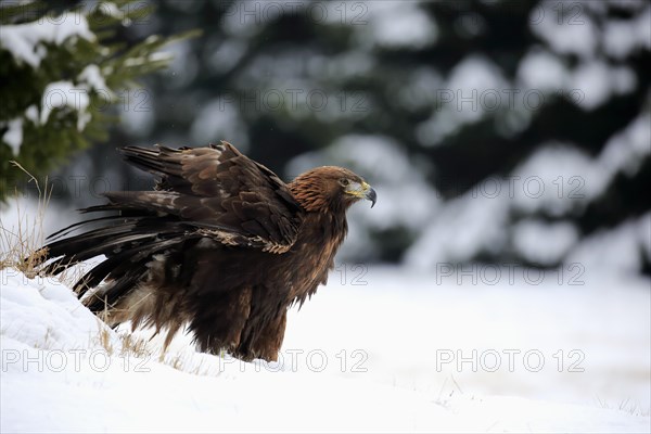 Golden eagle