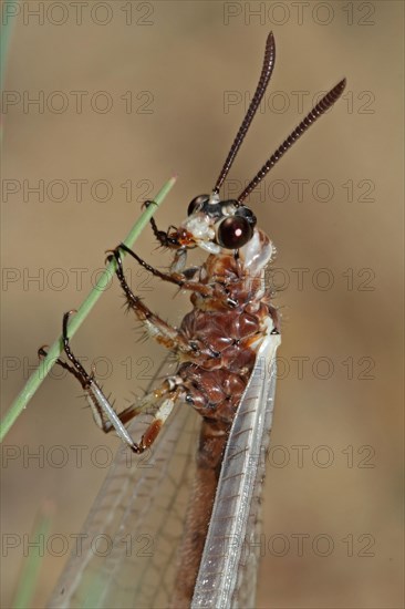 Large Ant Damselfly