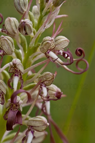 Orchids Lizard Orchid