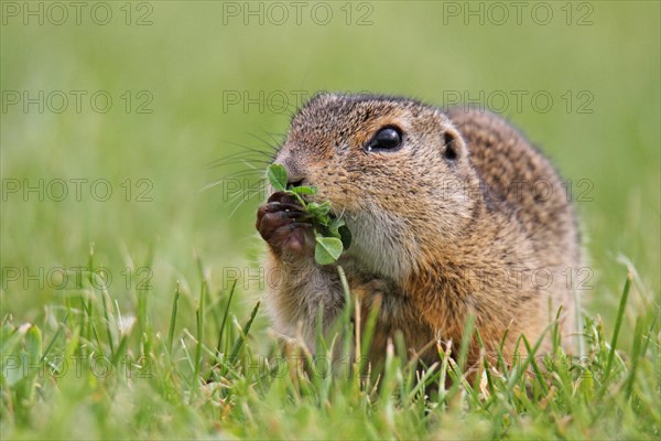 European gopher