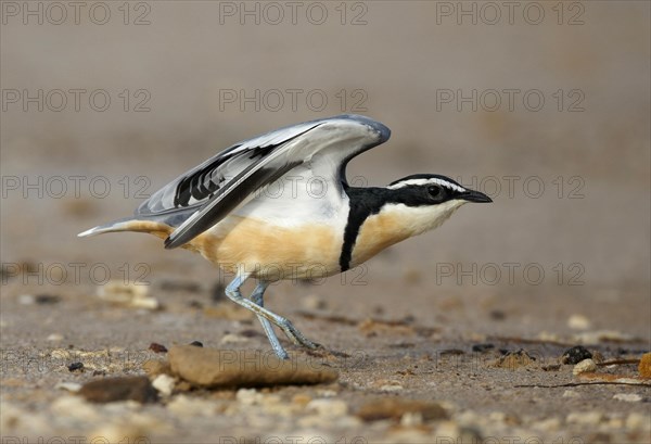 Egyptian plover