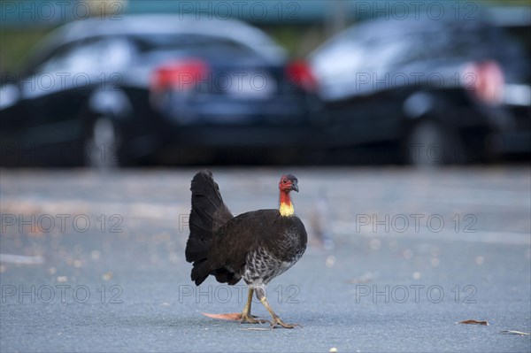 Big-footed chicken