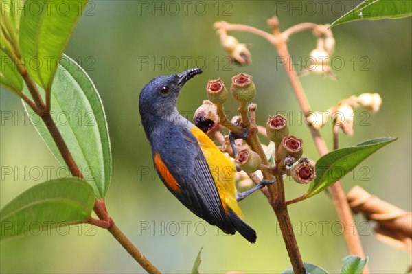 Orange-bellied mistletoe eater