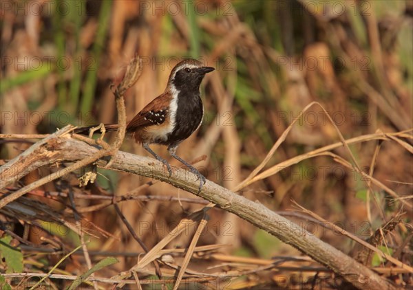 Rusty-backed Antwren