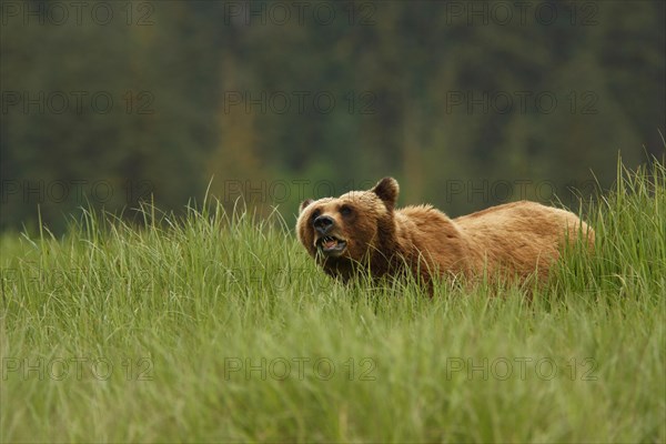 Adult grizzly bear