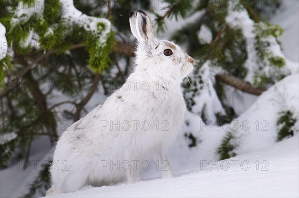 Mountain hare