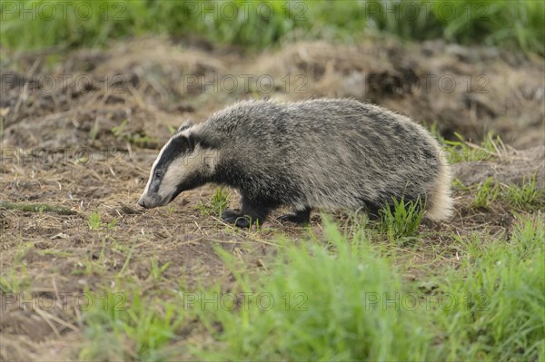 Eurasian Badger