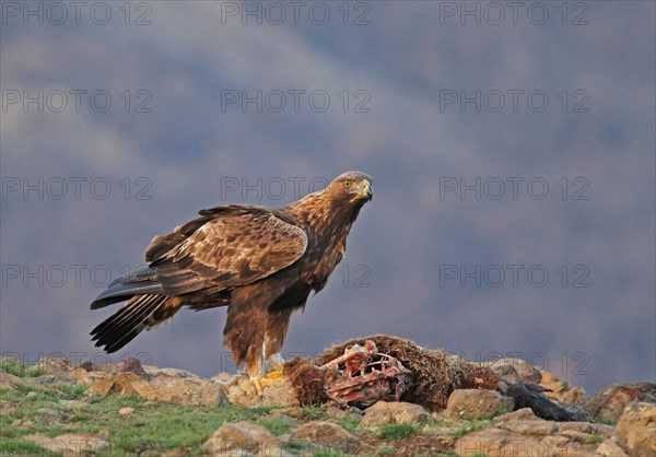 Golden Eagle