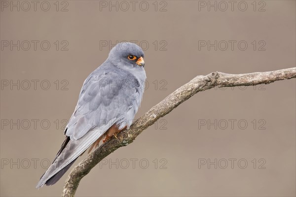 Red-footed Falcon