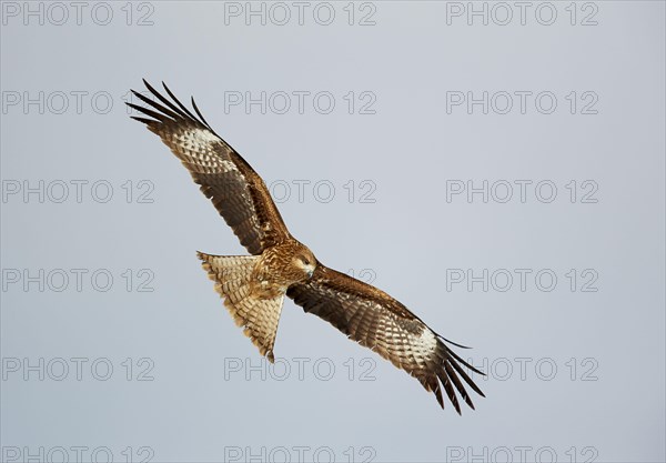 Black-eared Kite