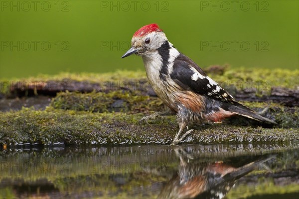 Middle Spotted Woodpecker