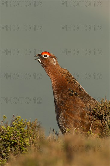 Red Grouse