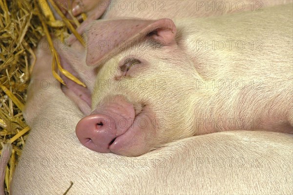 Domestic Pig