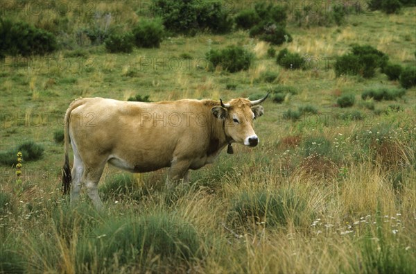 Aubrac cattle