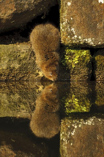 Eastern vole