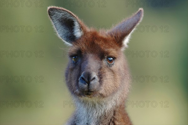 Western Grey Giant Kangaroo