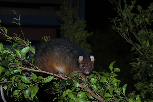 Common ringtail possum