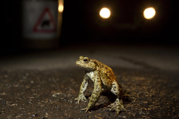 Common Toad