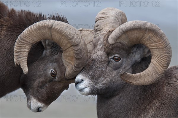 Bighorn sheep