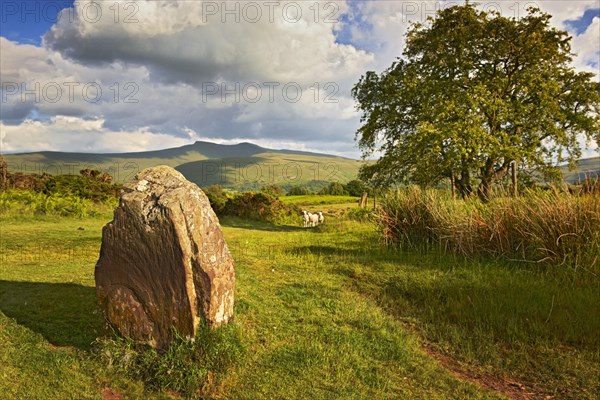 Standing stones and sheep on common land