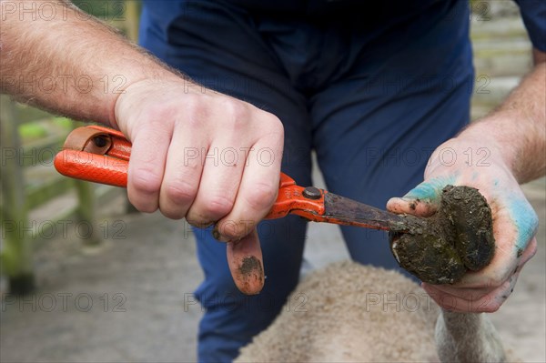 Sheep farming