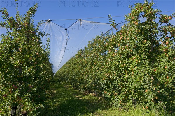Heavily fruiting ripe cordon apples on the trees under shade nets near Sainte-Foy-la-Grande