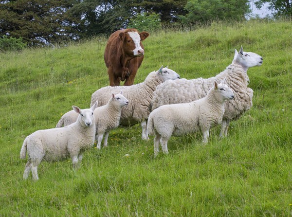 Domestic Sheep