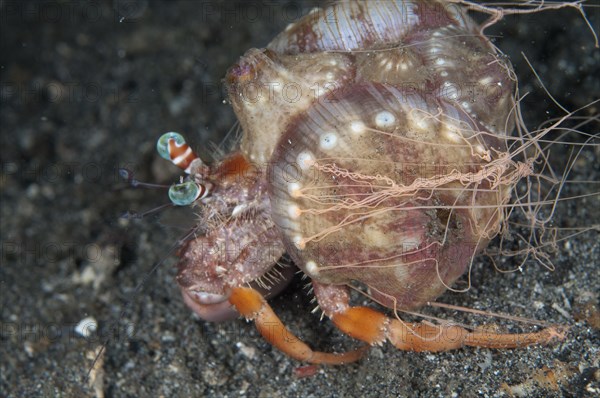 Anemone hermit crab