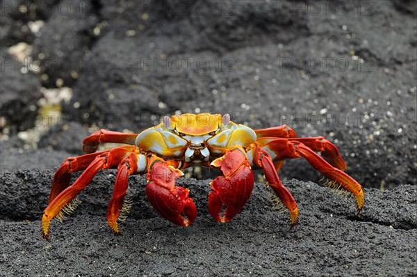 Red rock crabs