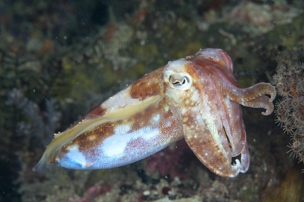 Broadclub cuttlefish