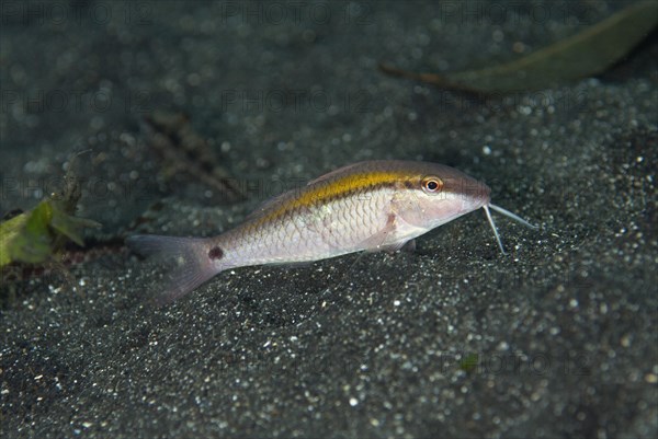 Dash-dot Goatfish